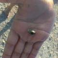 Tiny clam